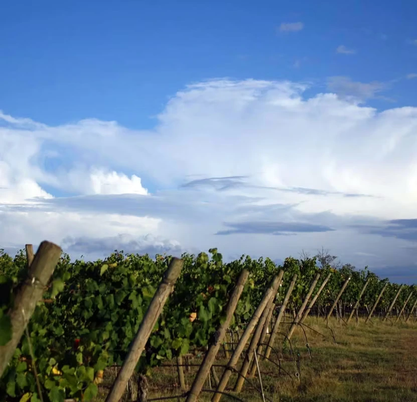 Breede River Valley near Bonnievale Kennels Bonnievale Valley landscape surrounding the kennels