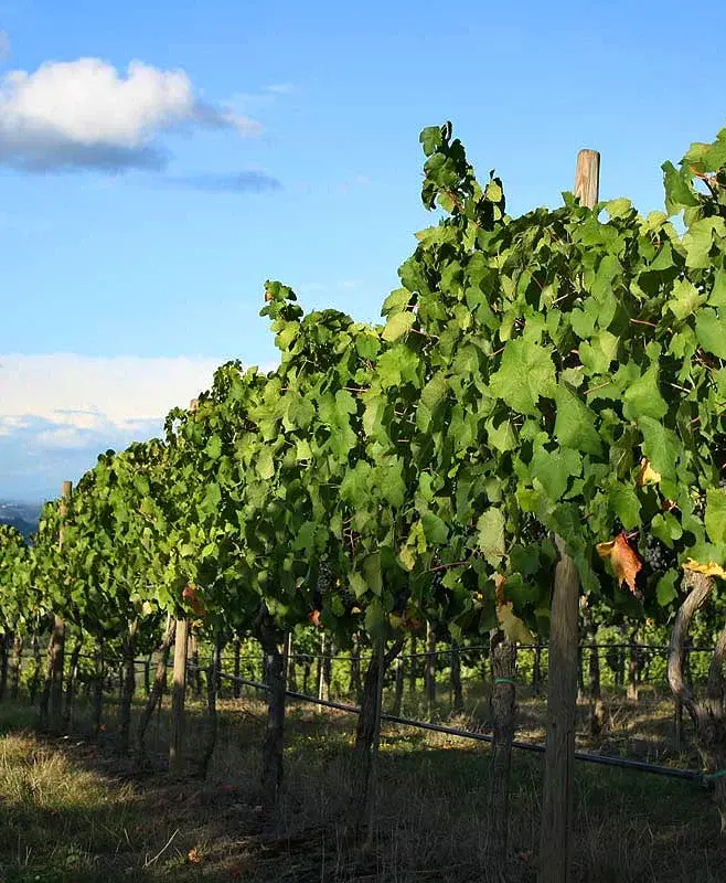 Bonnievale Kennels vineyard setting Bonnievale Kennels set among vineyards in the Breede River Valley