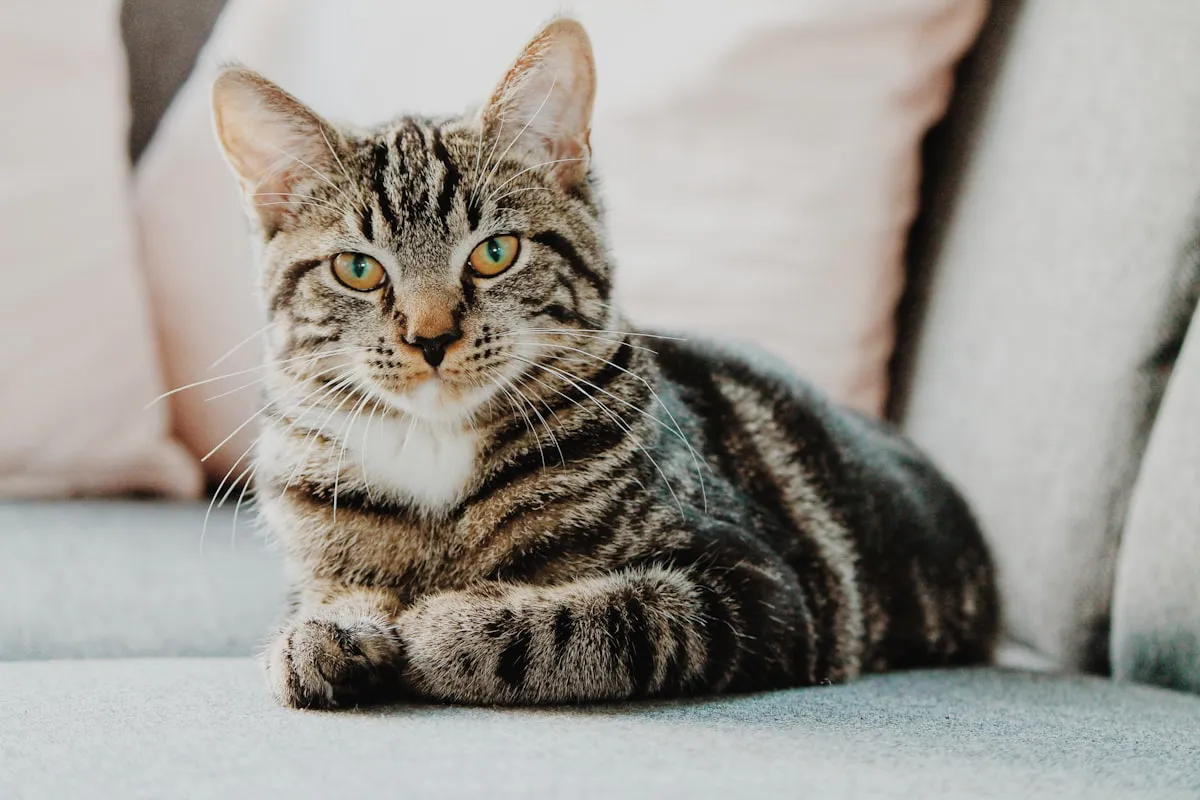 Cat enjoying a stay at Bonnievale Kennels cattery Relaxed tabby cat in the peaceful Bonnievale Kennels cattery