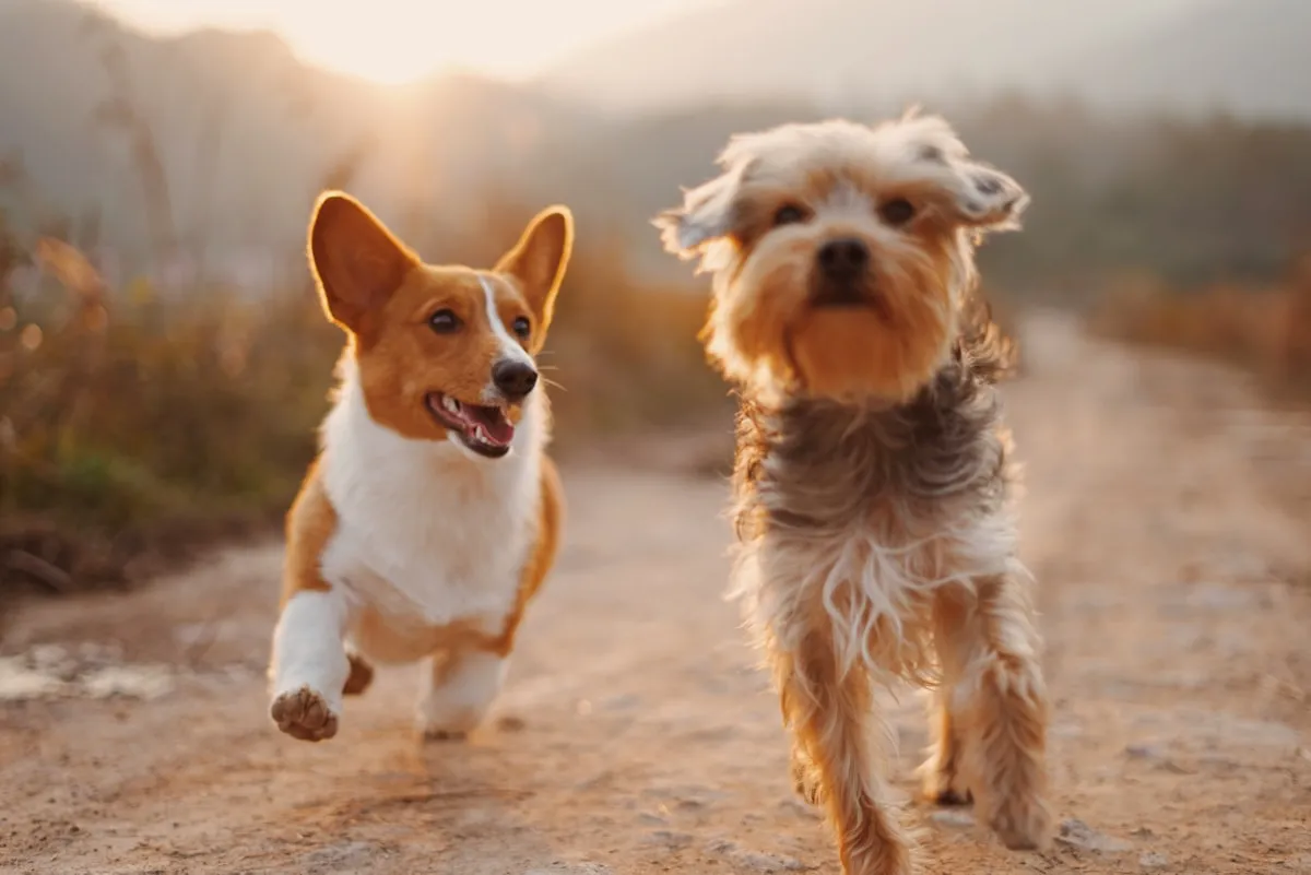 Two happy dogs running outdoors at Bonnievale Kennels