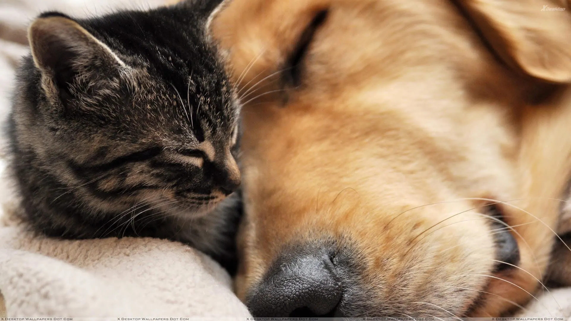 Happy cat and dog at Bonnievale Kennels Happy cat and dog at Bonnievale Kennels