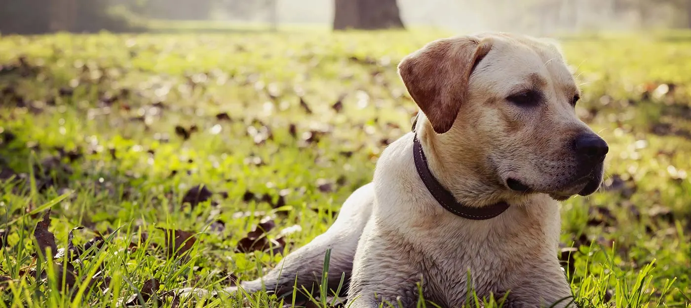 Happy Labrador enjoying exercise at Bonnievale Kennels